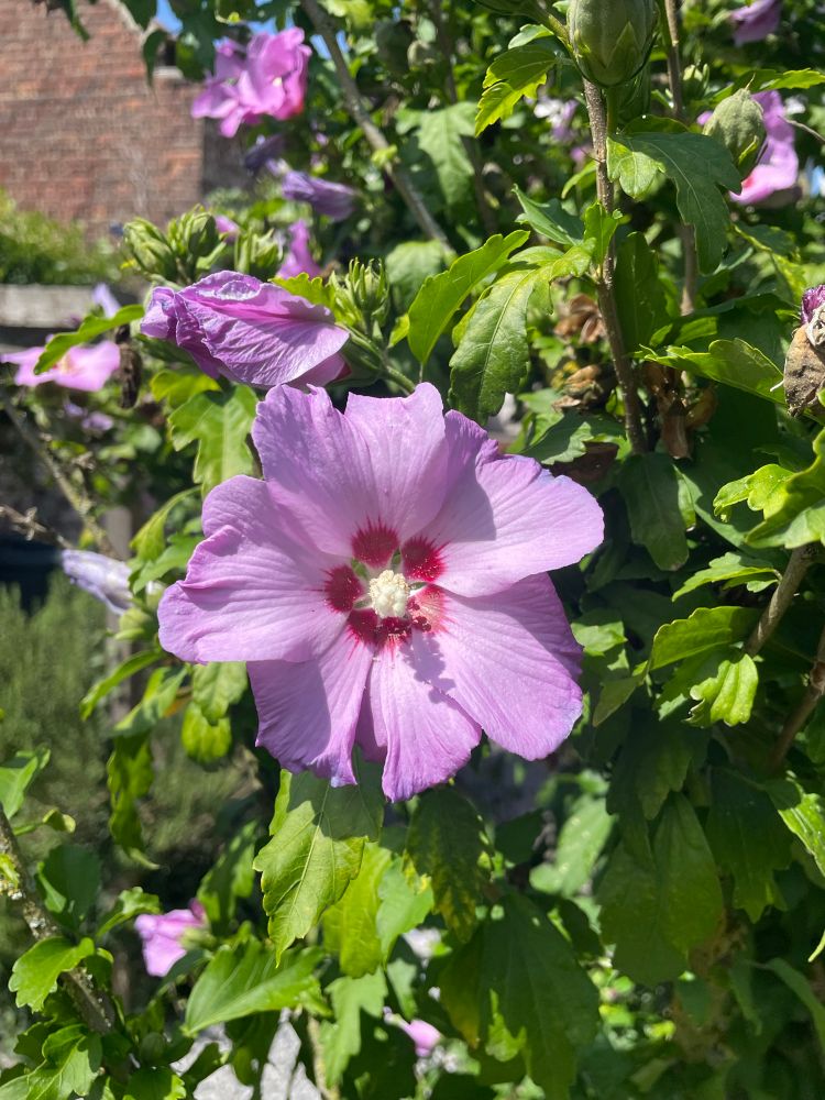 A purple Hibiscus flower with a red centre and yellow stigma, with green leaves on the background 