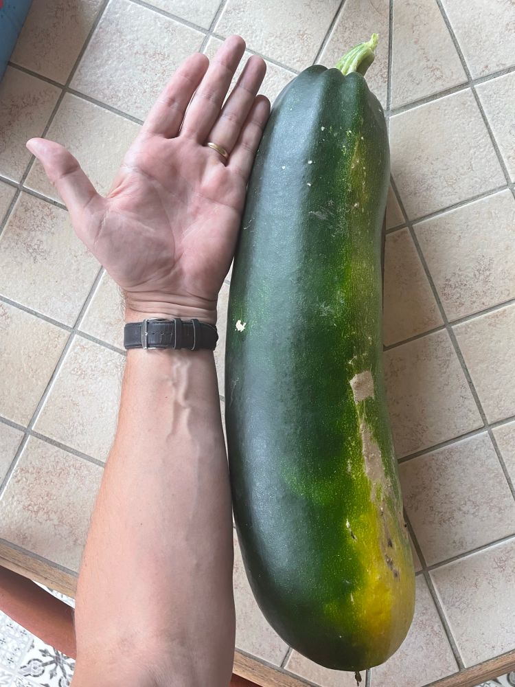 My forearm alongside the marrow/courgette. It’s pretty much the length from my elbow to my fingertips. Is that a cubit?