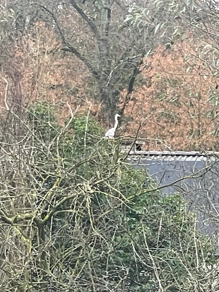 A white heron in top of a low chimney; seen through the leafless branches of trees