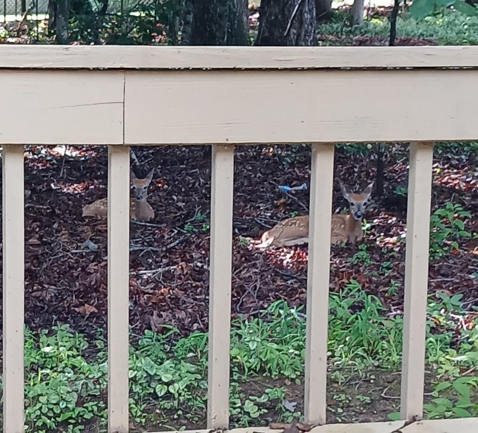 Two dappled fawns lie in a woody yard photographed through deck posts