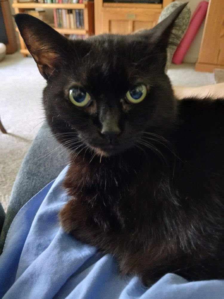 A black cat with green eyes sits on a blue shirt, surprised that The Human can whistle. 