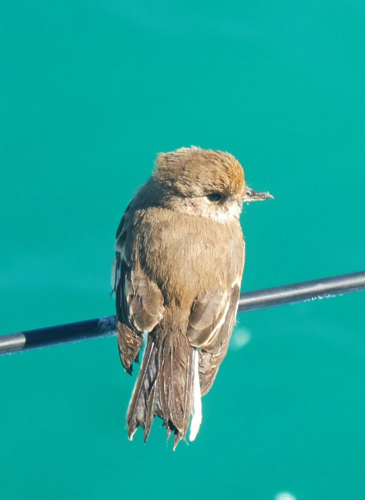 Tiny brown feathered bird looking to the right while perched on wire guard of boat with sea below 