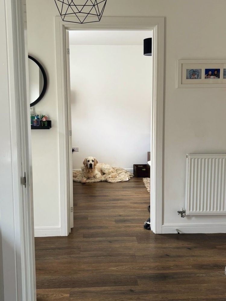 a golden retriever lying down on a white blanket staring at the camera in the living room while nosku is stood in the hallway