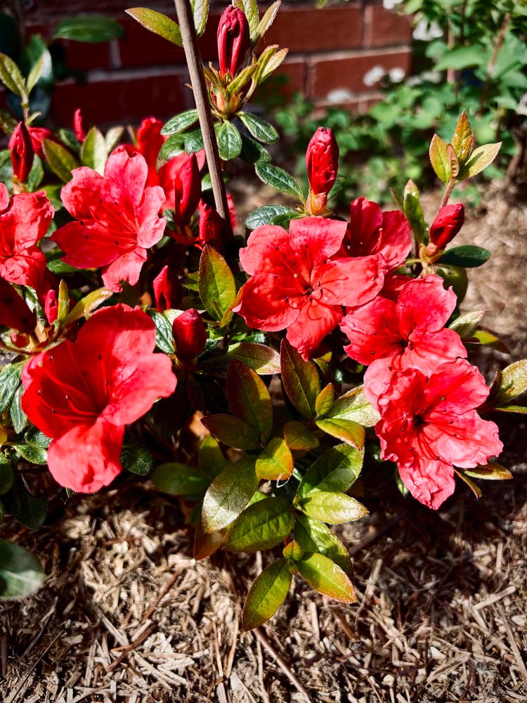 a red rhododendron shrub flowering 