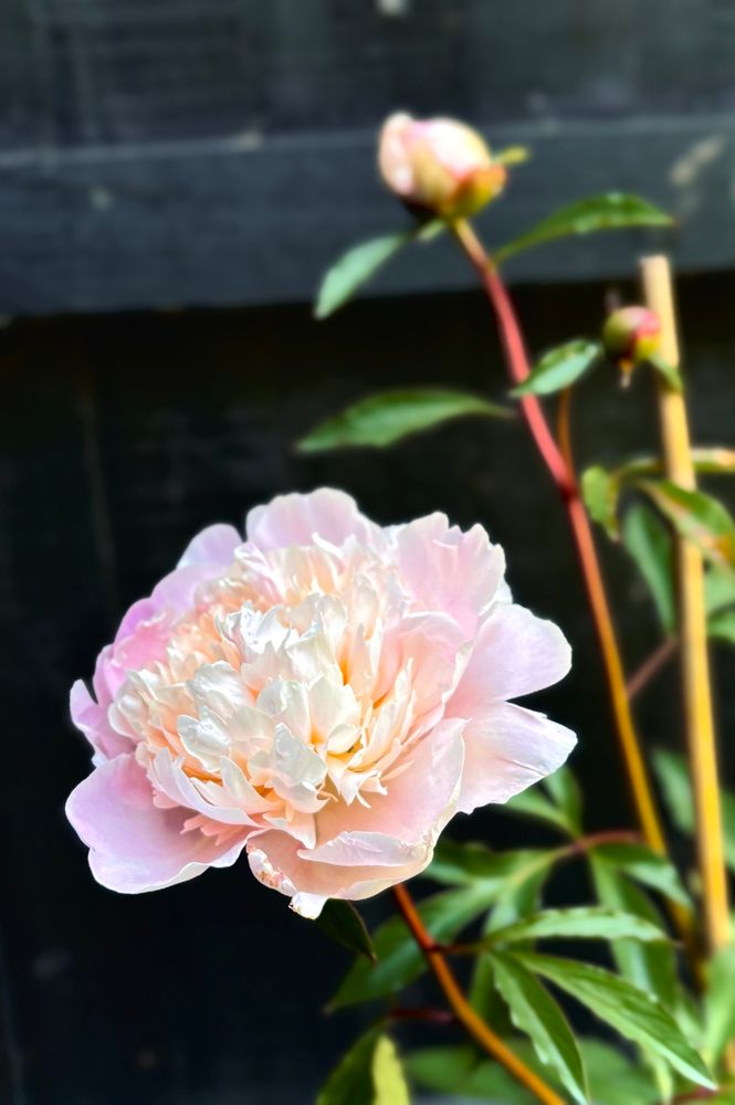 a peony blooming with buds in the background waiting