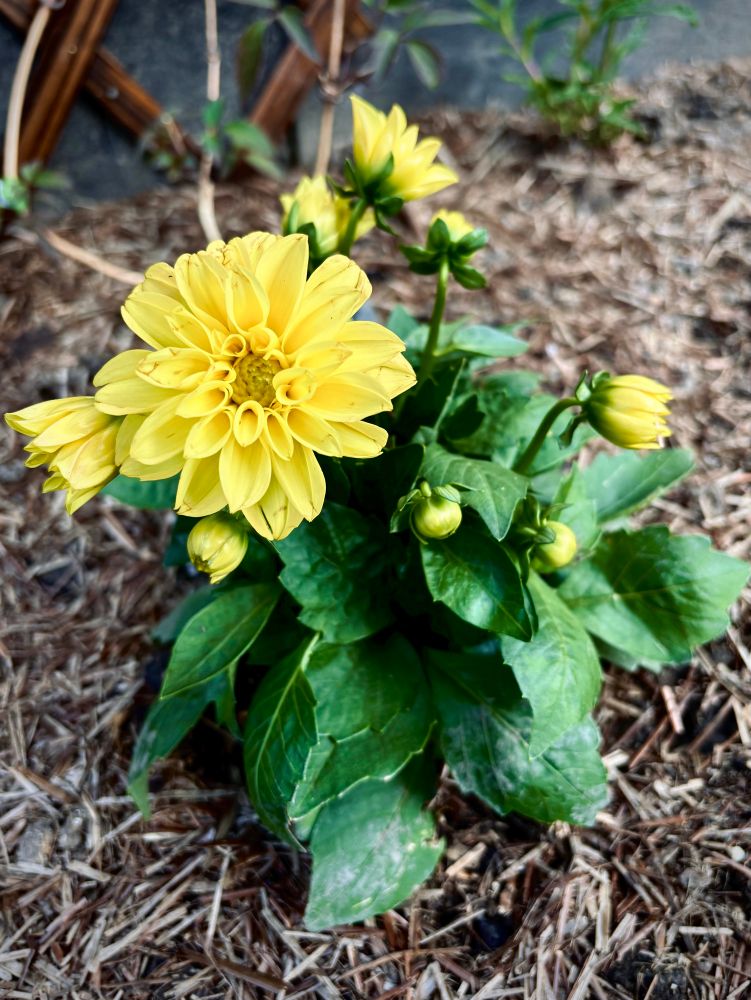 yellow dahlias flowering 