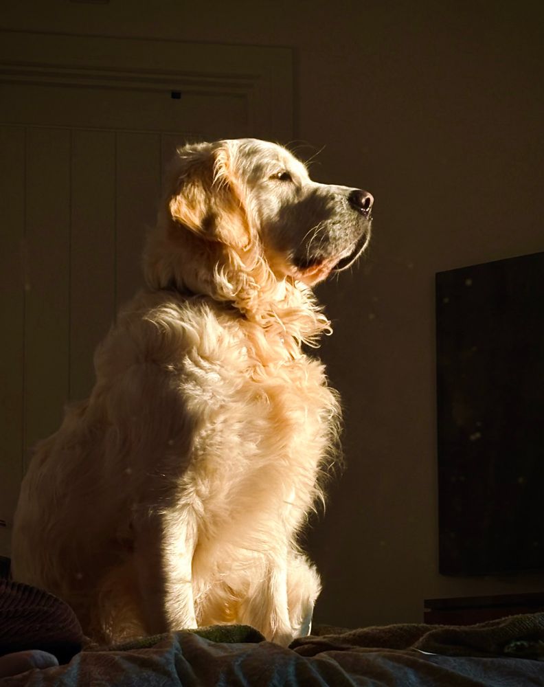 the same room but it’s a close up of a golden retriever dog looking afar with the golden hour sun hitting its fur and around the room