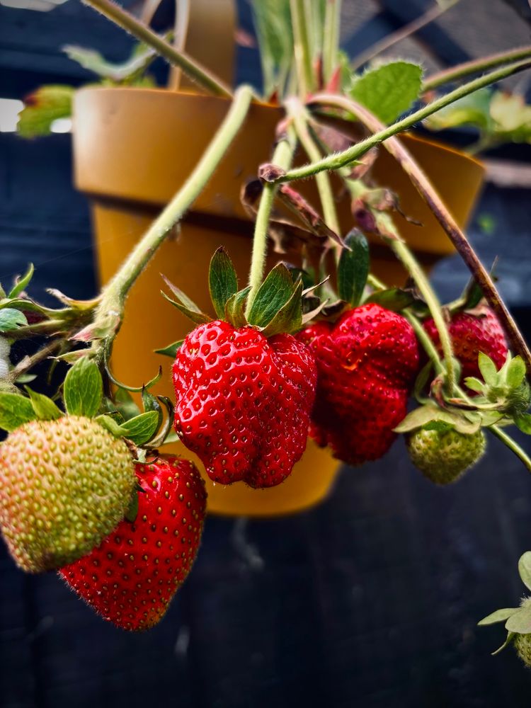 strawberries growing from a yellow hanging basket. a few are ripe for picking and others are almost there