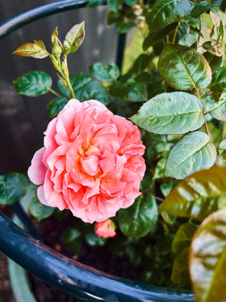 a strawberry hill rose by david austin in bloom