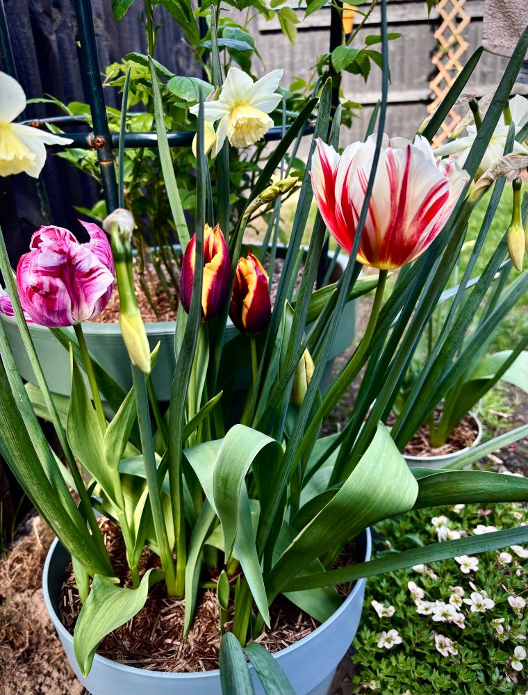 a blue pot with daffodils and tulips flowering 