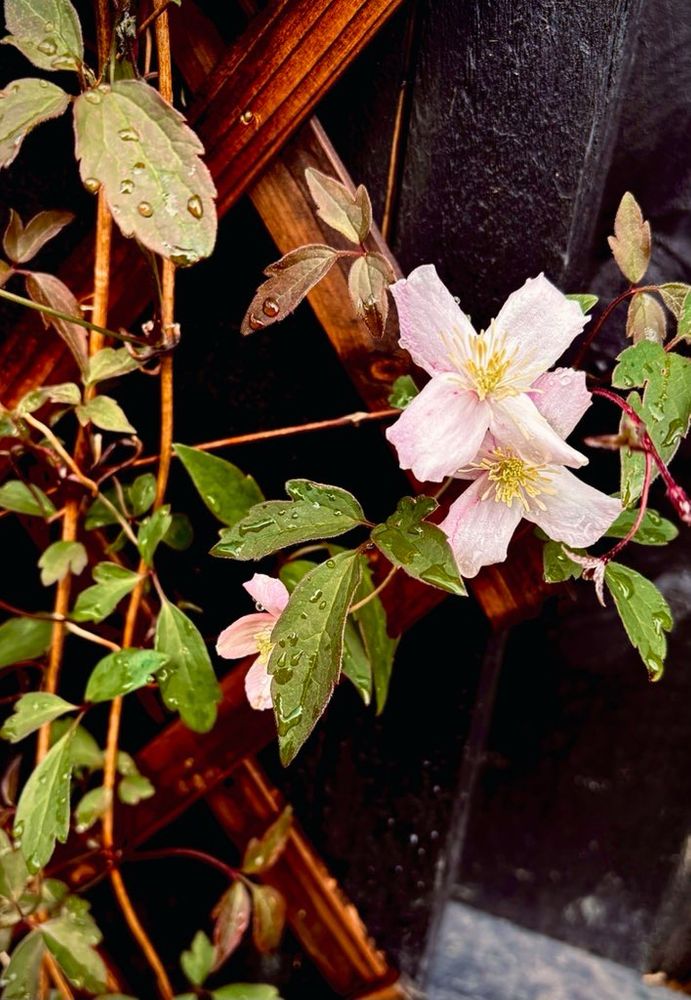 clematis montana on a wooden trellis with 3 pink blossoming flowers 