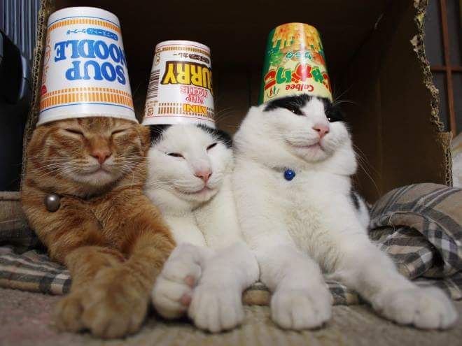 One orange cat and two mostly white with some black fur cats, each wearing an empty cup of noodles cup as a hat.