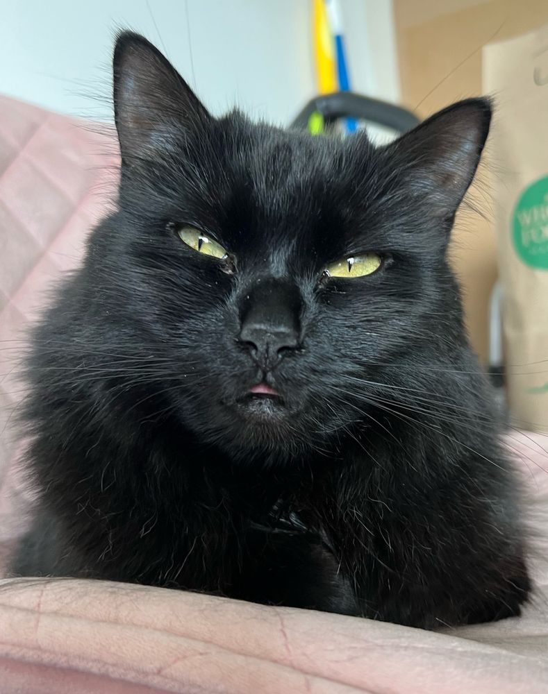 A black cat sticks her tongue out in a tiny little blep