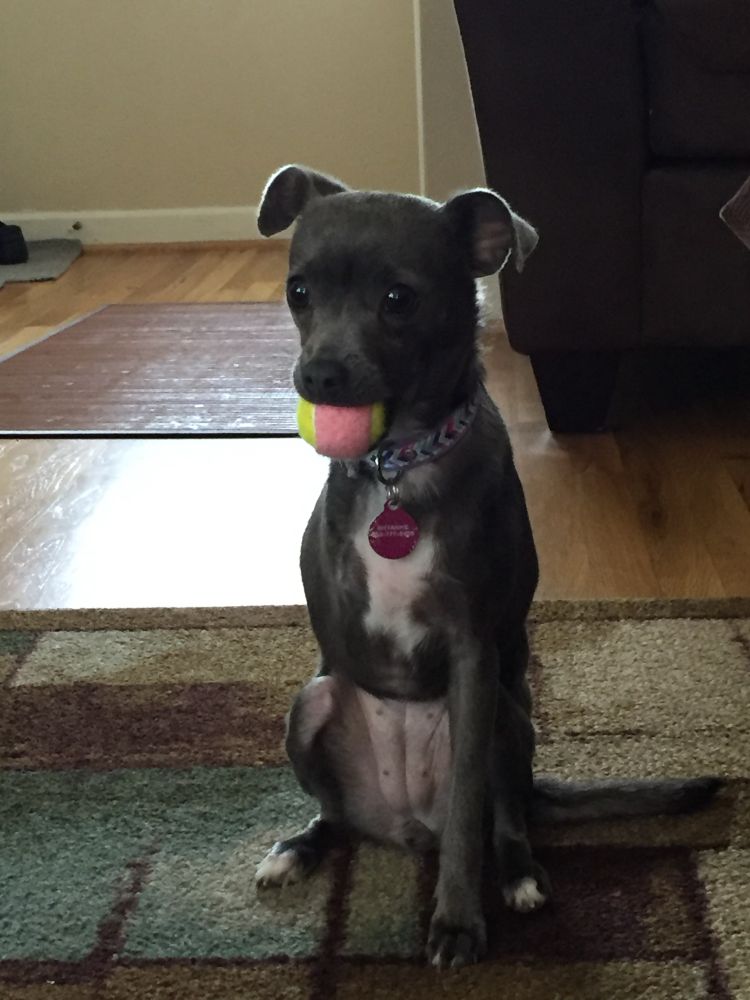 Picture of a gray and white Chihuahua mix tripod with a small tennis ball in her mouth.