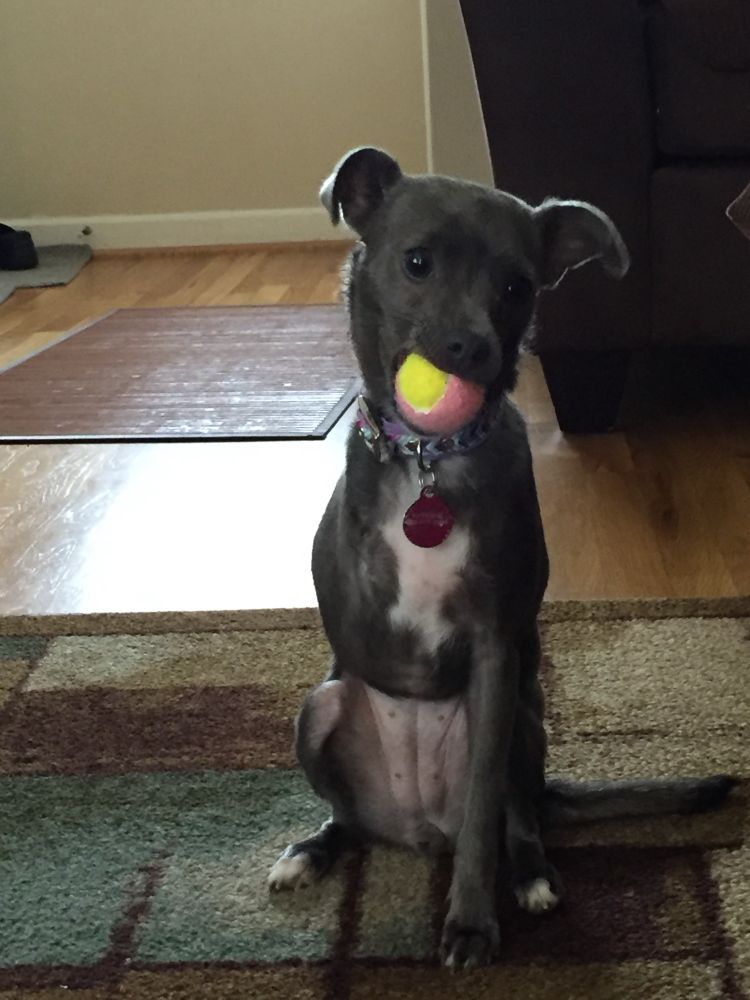 Small dog with a small tennis ball in its mouth.