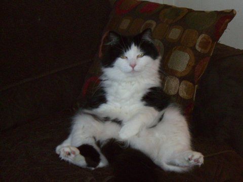 Black and white cat sitting on the couch.