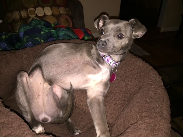 Small dog sitting in her bed in an awkward position.