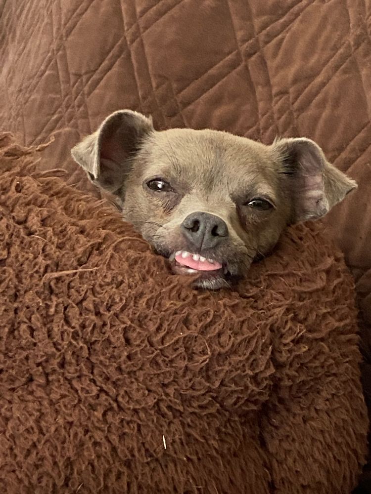 Small gray dog showing her teeth and tongue.