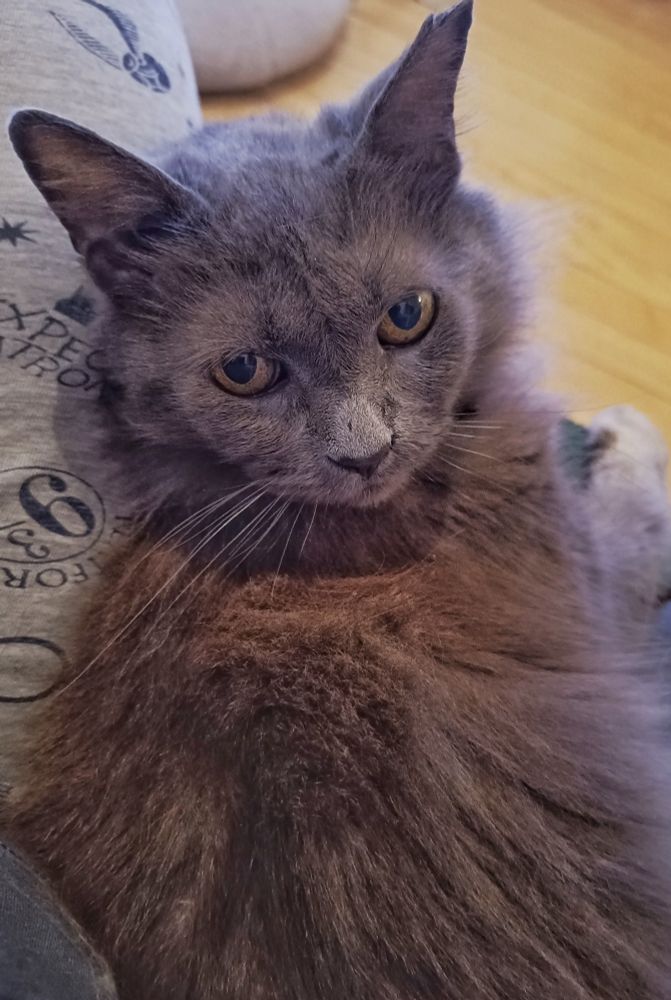 Una gata gris muy peluda morsea pegada a su humana y mira a la cámara con sus ojos amarillos.