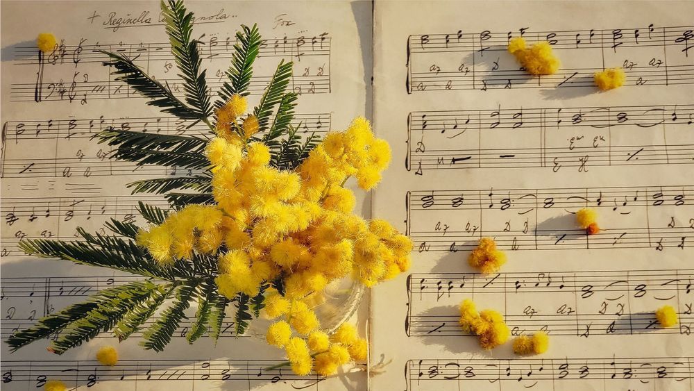 Mimosa sprig on sheet music