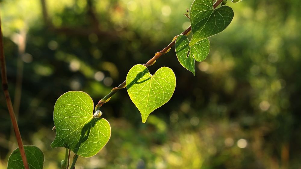Heart-shaped leaves on a vine backlit by sun, blurred background