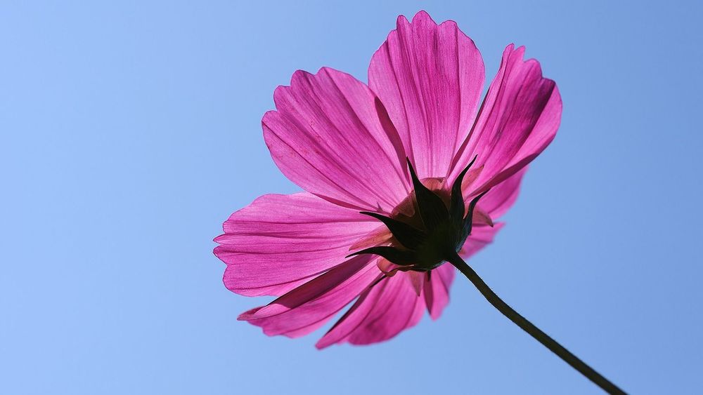 Underside of Pink Cosmos flower, clear blue sky background