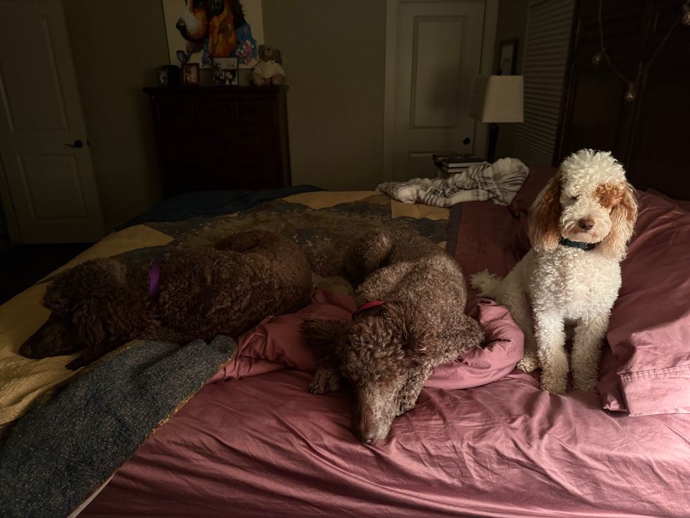 A bed with the quilt pulled down and three dogs spread across it leaving no room for the human. 