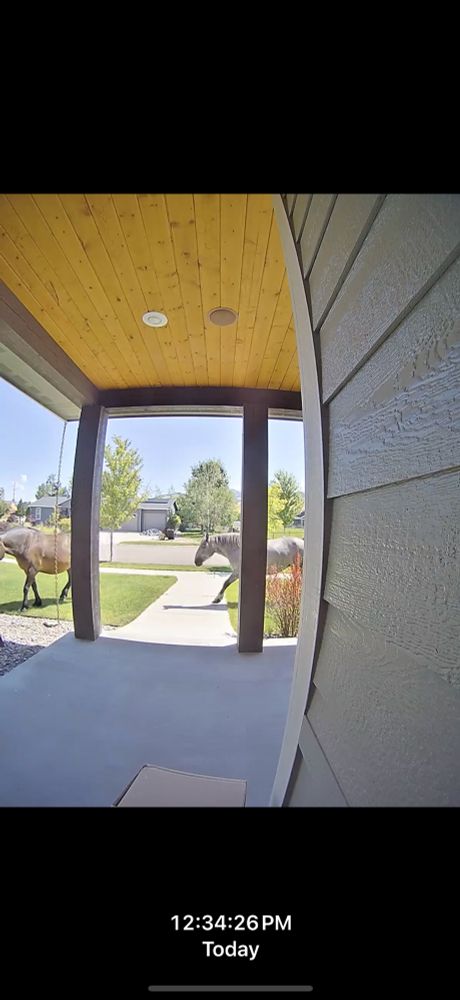 A screenshot of the view from a video doorbell in a suburban neighborhood. Two horses walk casually across the front yard. 