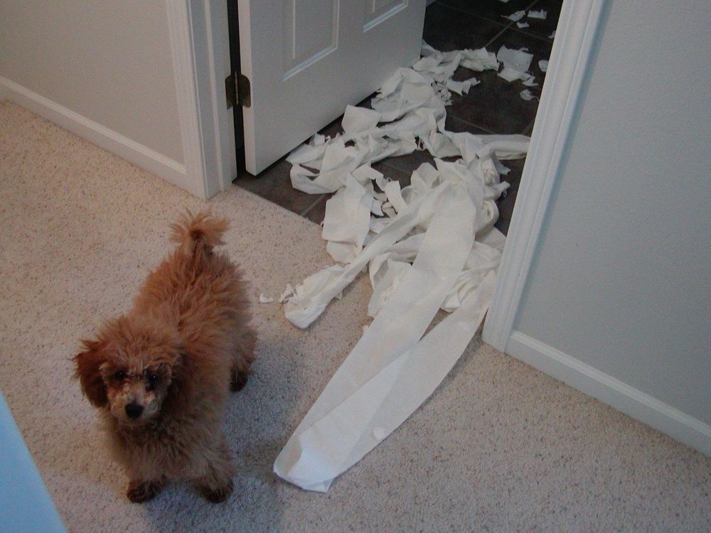 A small red poodle puppy stands outside a doorway with a pile of shredded toilet paper behind him. 