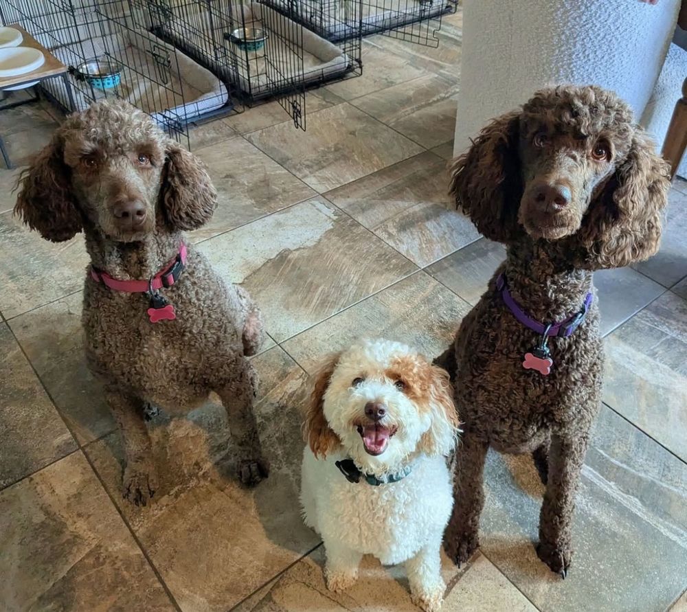 Two brown standard poodles and one white and tan miniature poodle sit on a tile floor and stare at the camera. 