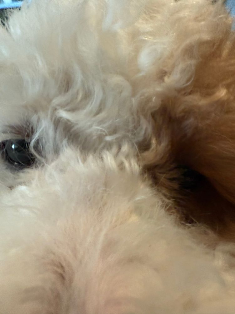 A white, curly dog with a tan spot is so close to the camera that only one eye is visible. 
