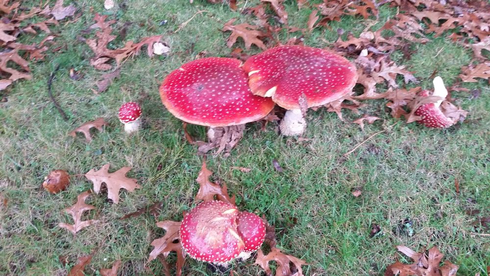 Some awesome red mushrooms 🍄 