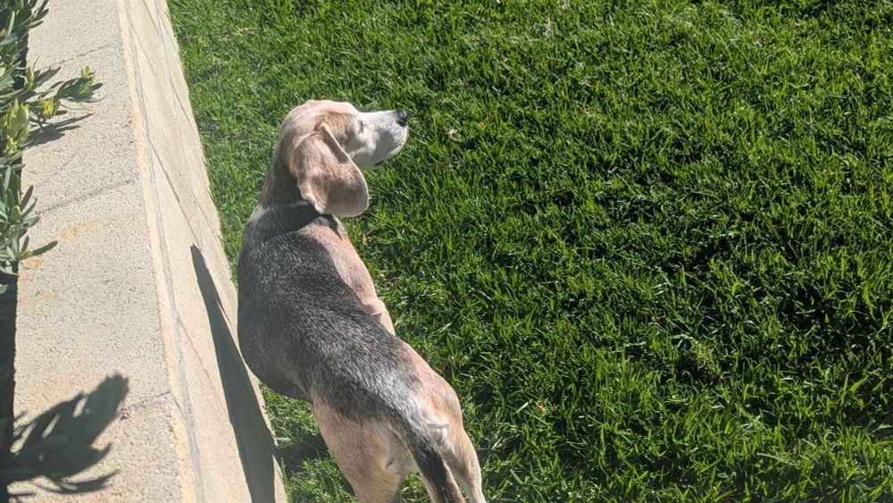 Ginger the beagle sniffing the air. It is very windy
