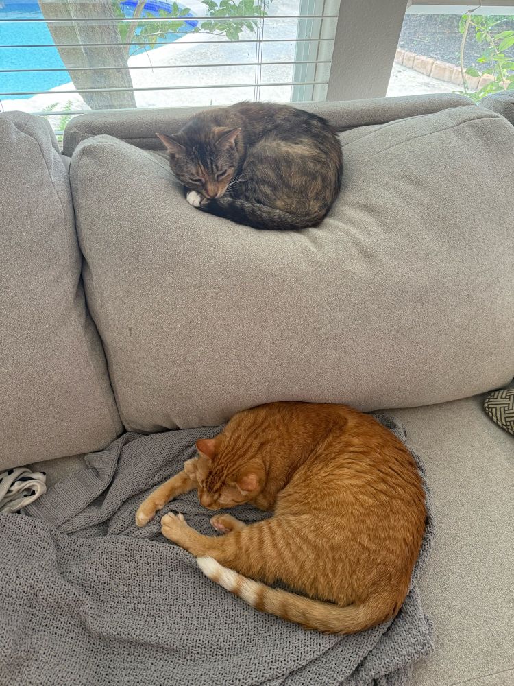 2 cats loafing on a couch