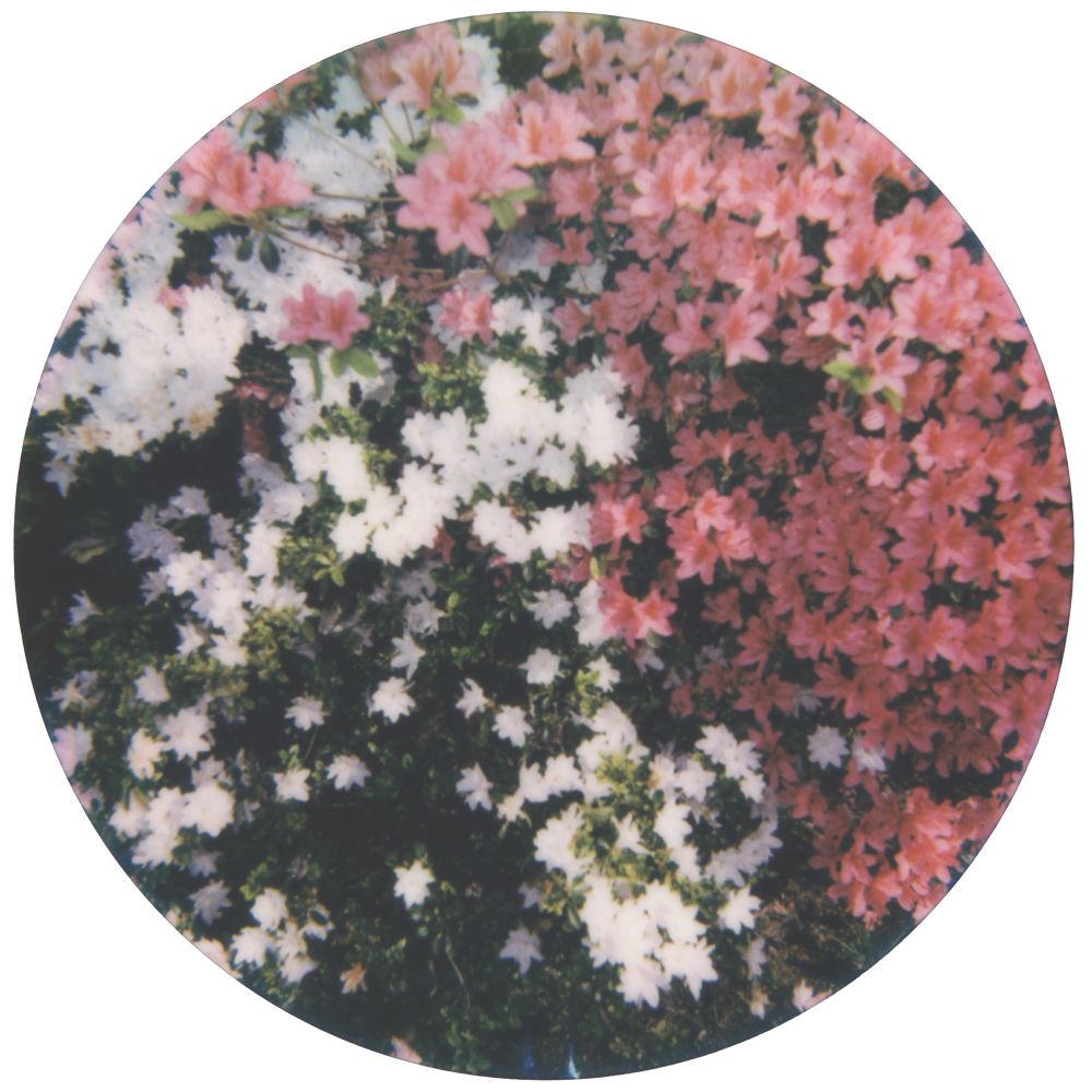 Circular photograph filled with white azaleas on the left and hot pink azaleas on the right.