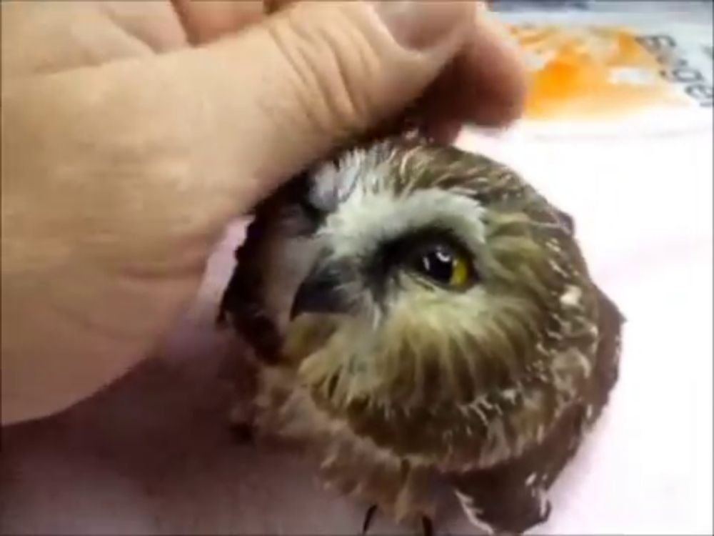 a person is petting an owl with their hand