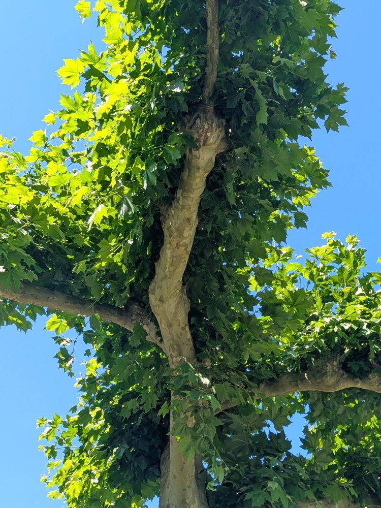 Trunk, branches, and foliage of a tree against a blue sky