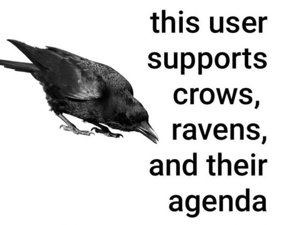 picture of a raven next to text that reads "this user supports crows, ravens, and their agenda"