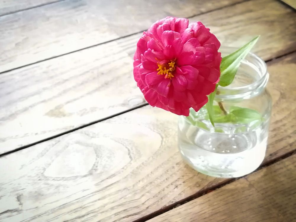 ガラス瓶に入れた百日草？の写真