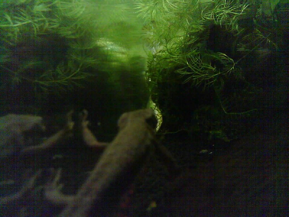 axolotl, mud puppy, Ambystoma mexicanum