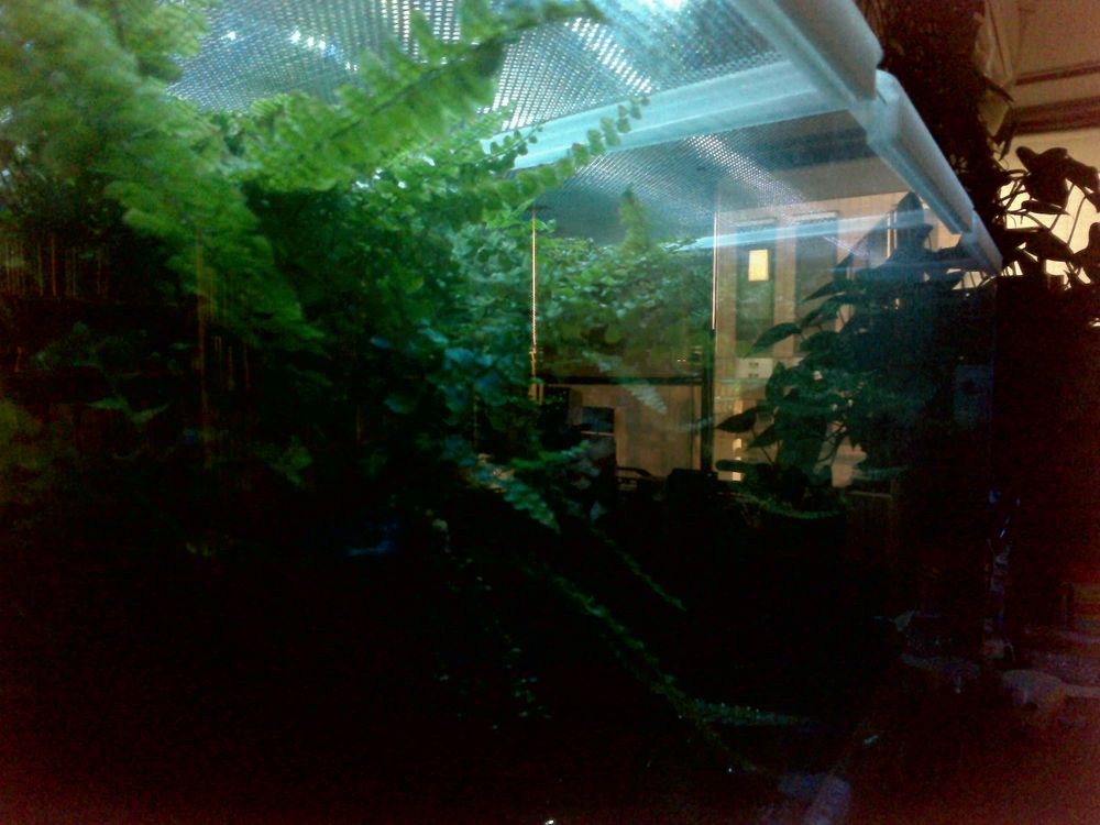 greenhouse, nursery, glasshouse