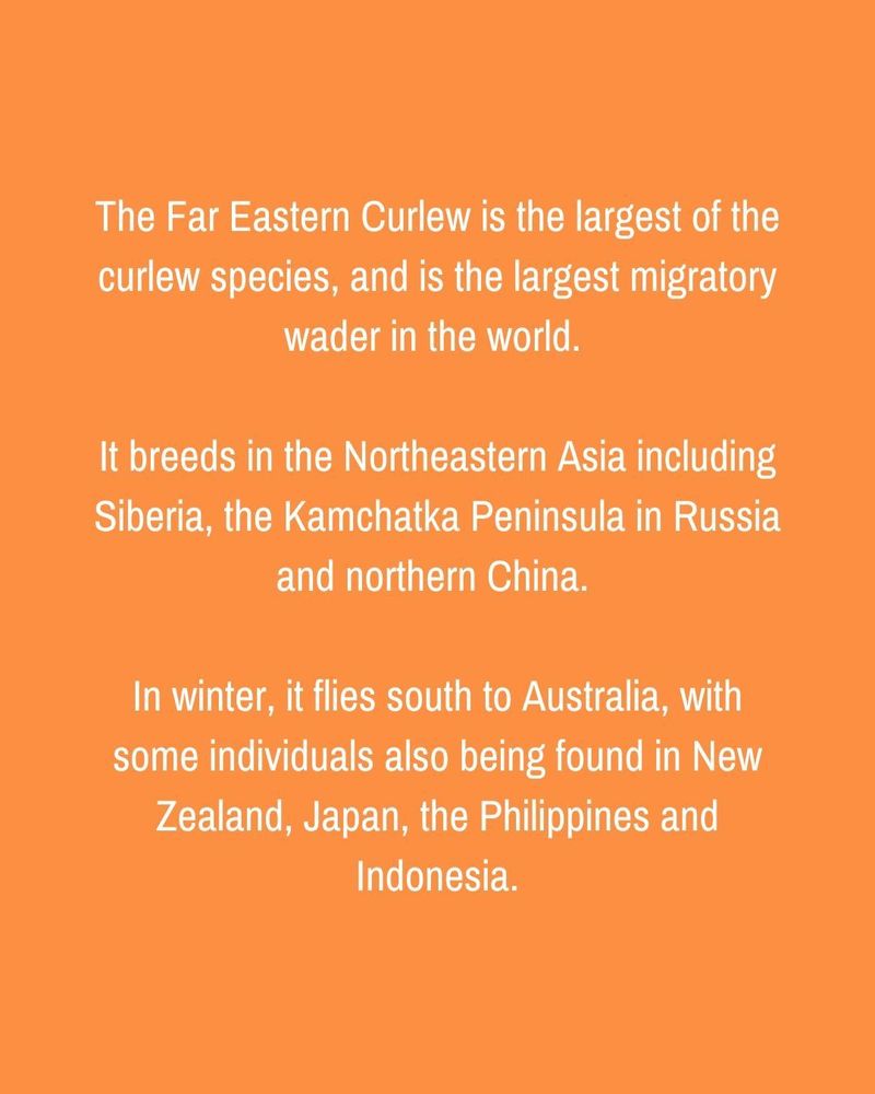 White text on an orange background. Text reads: The Far Eastern Curlew is the largest of the curlew species, and is the largest migratory wader in the world. It breeds in the Northeastern Asia including Siberia, the Kamchatka Peninsula in Russia and northern China. In winter, it flies south to Australia, with some individuals also being found in New Zealand, Japan, the Philippines and Indonesia.