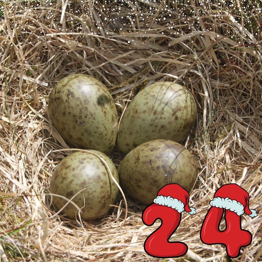 A photo of four Curlew eggs in a nest of dried grass. Across the top of the photo is a graphic of falling snow. In one corner is a red number 24, wearing two Santa hats.