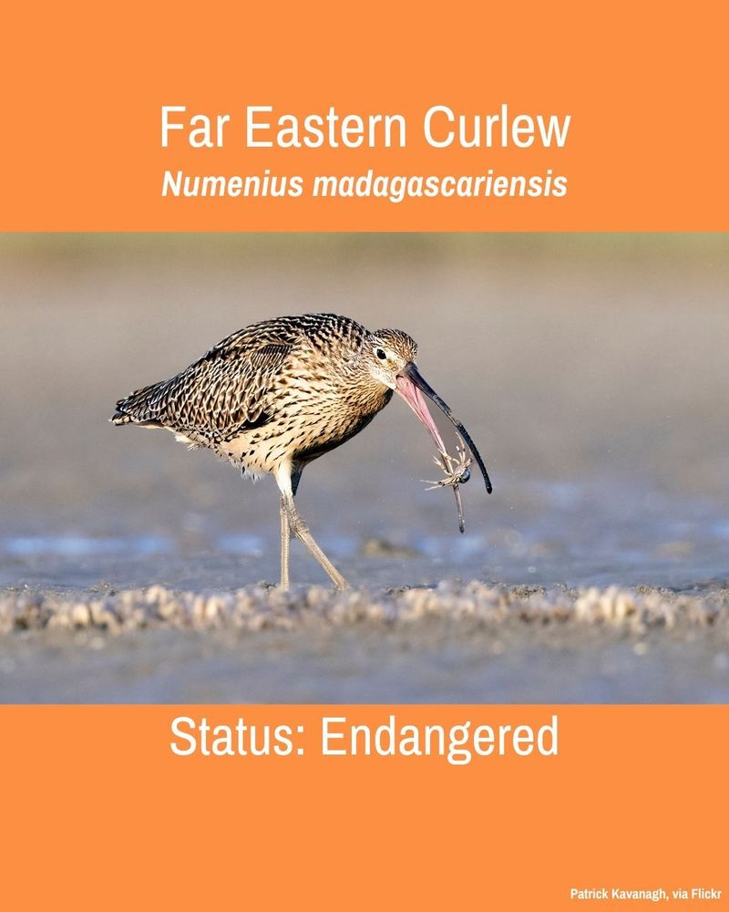 An orange graphic featuring a photo of a Far Eastern Curlew catching a crab. Above the photo, text reads: Far Eastern Curlew. Numenius madagascariensis. Below the photo, text reads: Status: Endangered. 