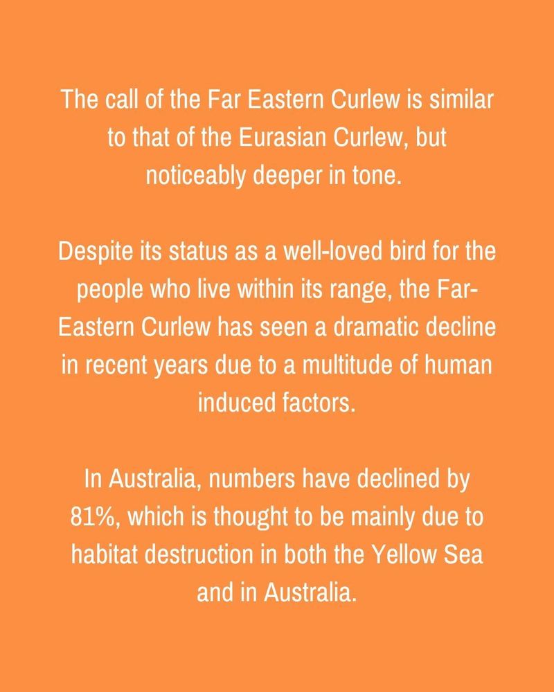 White text on an orange background. The call of the Far Eastern Curlew is similar to that of the Eurasian Curlew, but noticeably deeper in tone. Despite its status as a well-loved bird for the people who live within its range, the Far-Eastern Curlew has seen a dramatic decline in recent years due to a multitude of human induced factors. In Australia, numbers have declined by 81%, which is thought to be mainly due to habitat destruction in both the Yellow Sea and in Australia.