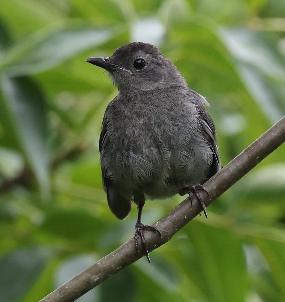 gray catbird 