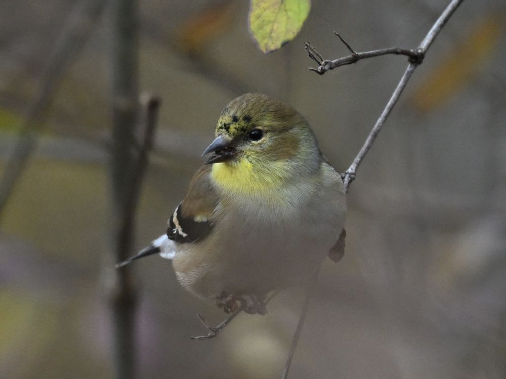 american goldfinch 