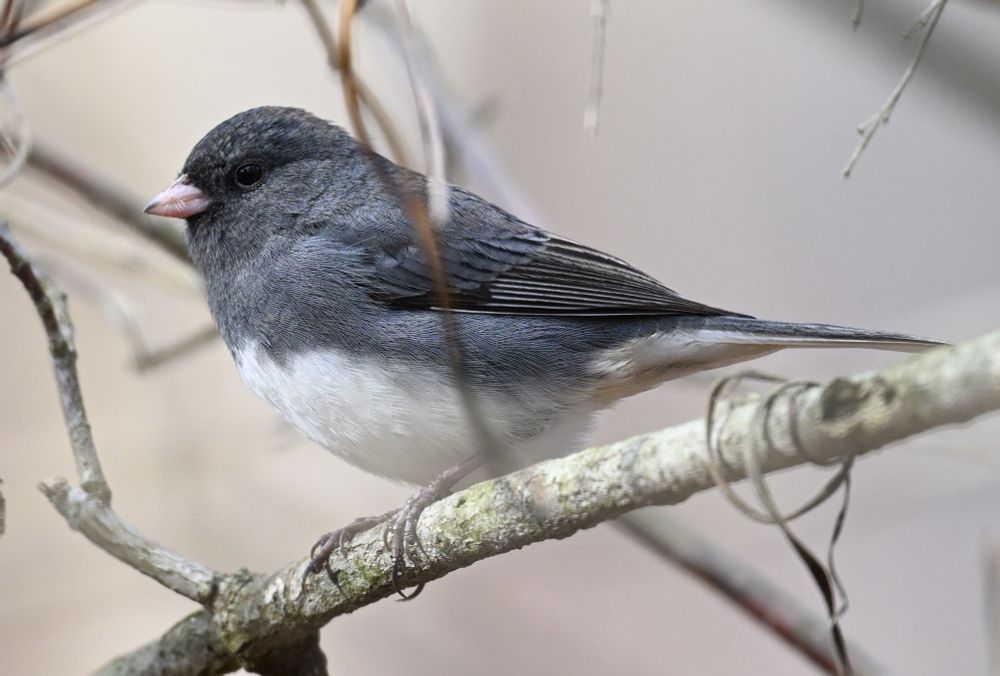dark-eyed junco 