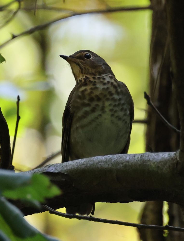 swainson’s thrush 