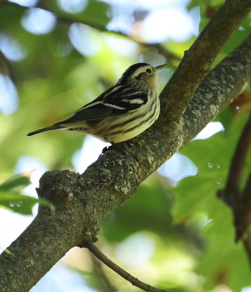 black-and-white warbler